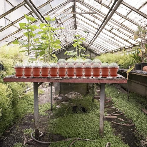 PURPLE STAR 1N 50 Packs Cupcake Plant Nursery Pots with Humidity Dome- Planting Containers Cups- Small Flower Pots with Trays & Lids for Indoor Outdoor Seedling Succulent Vegetable (Wine Red) - color: 50 Packs