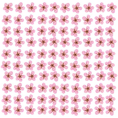 YUNZHI Pressed Flower for Resin Small Plum Blossom Narcissus, Dried Flower, Real Flower, Nail Flower Material, Glue Drop, Mobile Phone case, Hand Made 100pcs/pack (Light Pink) - color: Light Pink