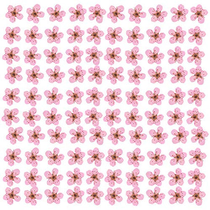 YUNZHI Pressed Flower for Resin Small Plum Blossom Narcissus, Dried Flower, Real Flower, Nail Flower Material, Glue Drop, Mobile Phone case, Hand Made 100pcs/pack (Light Pink) - color: Light Pink