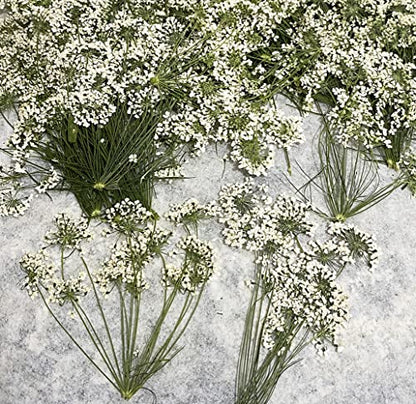 12 pcs White Queen Anne's Lace with Stem Real Natural Dried Pressed Flowers for Resin Art Craft DIY - color: White Queen Anne's Lace With Stem