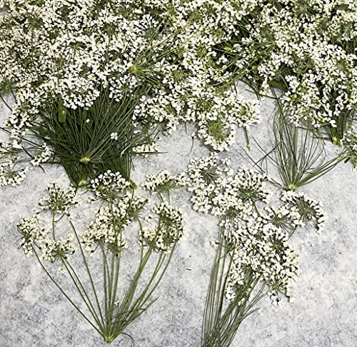 12 pcs White Queen Anne's Lace with Stem Real Natural Dried Pressed Flowers for Resin Art Craft DIY - color: White Queen Anne's Lace With Stem