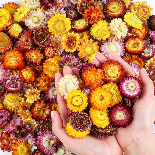 Natural Dried Daisy Flowers Heads Bulk 160~170Pcs Multicolor Gerbera Daisies Real Sunflowers Chrysanthemum for Vase Filler Wedding Decor Home Party Decoration and DIY Craft Supplies
