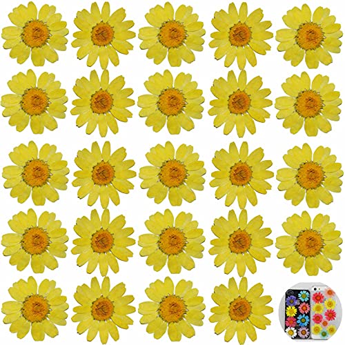 24 PCs Yellow Daisy Real Natural Dried Pressed Flowers for Candle Making Art Craft DIY - color: Yellow