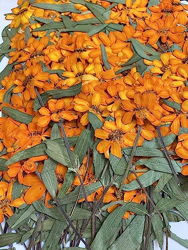 12 pcs Orange Zinnia with Stem Real Natural Dried Pressed Flowers for Resin Scrapbooking DIY Candle Decoration Jewelry Crafts - color: Orange Zinnia With Stem