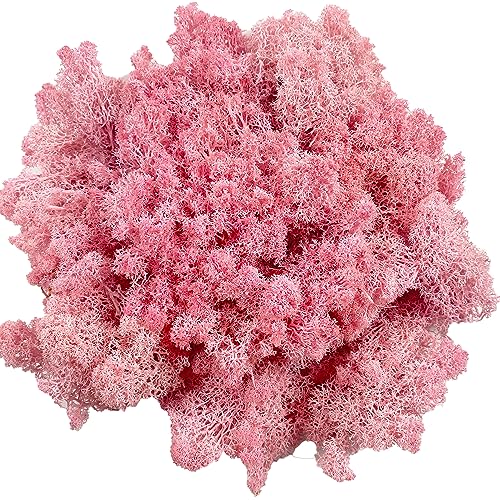 Preserved Reindeer Moss for Potted Plants, Light Pink - color: Lightpink, size: 3.5oz