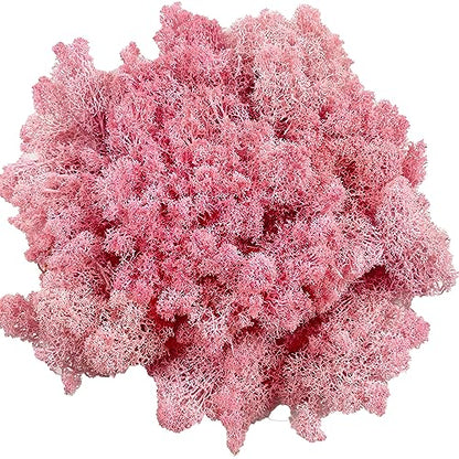 Preserved Reindeer Moss for Potted Plants, Light Pink - color: Lightpink, size: 3.5oz
