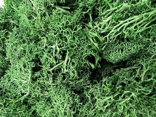 Bergamo Art 95g Preserved Reindeer Moss in Green - color: Green