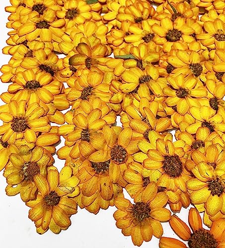 12 pcs Orange Zinnia Real Natural Dried Pressed Flowers for Resin Scrapbooking DIY Candle Decoration Jewelry Crafts - color: Orange Zinnia