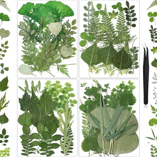86Pcs Dried Pressed Flowers Leaves for Crafts, Real Natural Dried Leaves Pressed Leaves Bulk Dry Leaves for Resin, DIY Art, Jewelry, Candle & Soap Making, Scrapbook Bookmarks Ideas – Tweezers Included - color: Green 86pcs