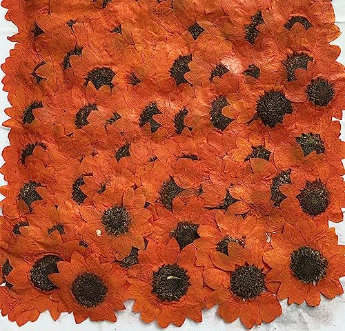 12 pcs Orang Sunflowers Real Natural Dried Pressed Flowers for Resin Scrapbooking DIY Candle Decoration Jewelry Crafts - color: Orang Sunflowers