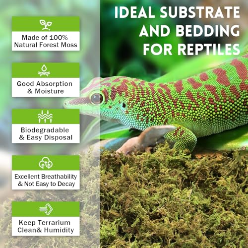 Riare 3.5oz Natural Sphagnum Moss for Reptiles, Terrarium Substrate Bedding | High Expansion, Moisture Retention, Helps Shedding, Long Fibered Dried Moss for Leopard Gecko, Snake, Frog, Turtle - color: 3.5 OZ