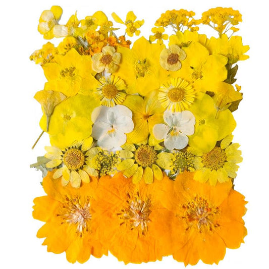 YouthBro Yellow Dried Pressed Flowers for Resin Molds,Real Natural Pressed Flowers for DIY Art Crafts,Candle Making, Nails Décor,Soap Making, Phone Case - color: Yellow