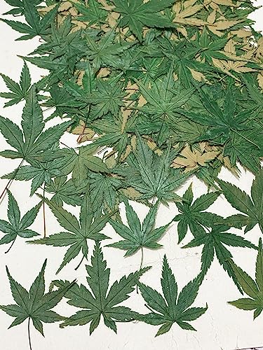 12 pcs Green Maple Leaf Real Natural Dried Pressed Flowers for Resin Scrapbooking DIY Candle Decoration Jewelry Crafts - color: Green Maple Leaf