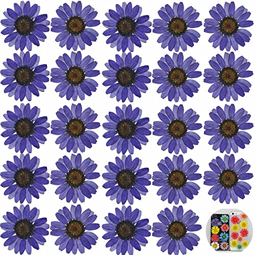 24 PCs Purple Daisy Real Natural Dried Pressed Flowers for Candle Making Art Craft DIY - color: Purple