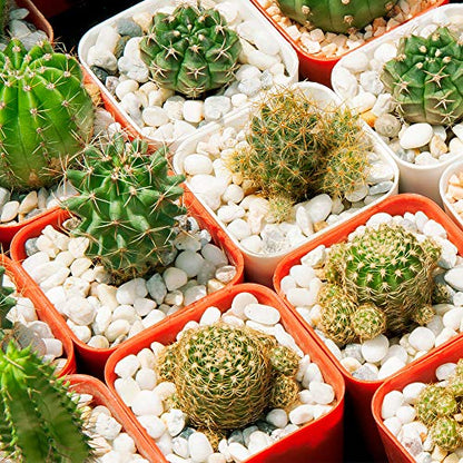 Southwest Boulder & Stone Porcelain White Pebbles | 20 lbs | Natural Rocks, White Stones for Potted Plants, Gardening, Succulents, Aquariums, Terrariums, and More (3/8 Inch - 5/8 Inch) - size: 3/8 Inch - 5/8 Inch