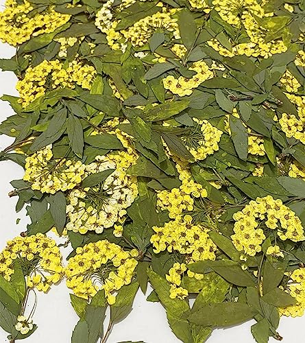 12 pcs Yellow Narcissus with Stem Real Natural Dried Pressed Flowers for Resin Scrapbooking DIY Candle Decoration Jewelry Crafts - color: Yellow Narcissus With Stem