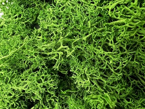 Bergamo Art 95g Preserved Reindeer Moss in Emerald Green - color: Emerald Green