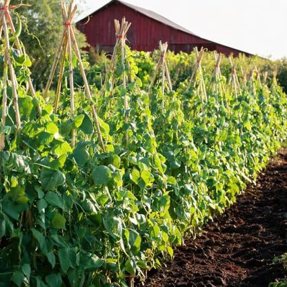 Natural Bamboo Plant Stake, （4FT 50Pcs） Sturdy Bamboo Poles, Durable Plant Bamboo Stake, Garden Climbing Plant Bracket. - size: 4ft-50pcs