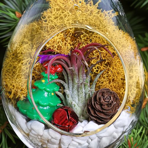 Creations by Nathalie Holiday Glass Terrarium Kit with Live Plant 5" Inch | DIY glass terrarium kit with live plant and moss, including supplies to create an indoor terrarium display for home décor. - size: 5" Glass Teardrop
