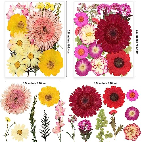 122PCS Large Nature Dried Pressed Flowers for Resin Mold, Real Dry Pressing Floral with Butterfly Transparent Stickers Set for DIY Jewelry Making Nail Card Scrapbook Art Craft Love Parade - color: Love Parade
