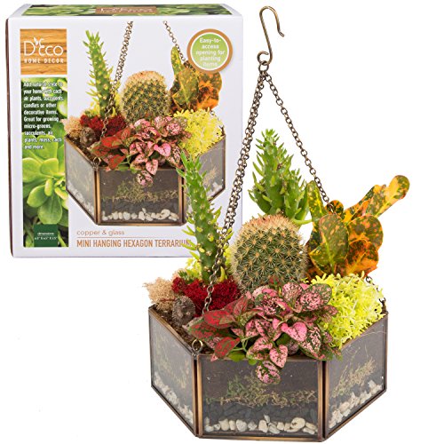 D'Eco Glass Gold Brass Mini Hexagon Tabletop or Hanging Planter Terrarium | Geometric Planter Terrarium, Fill Display with Succulents, Moss, Air Plants, Ferns, Home, Wedding and Office Decor