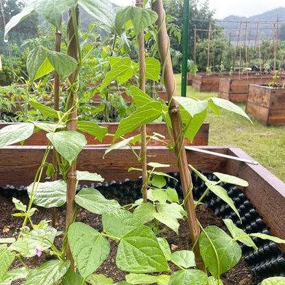 Cambaverd Bamboo Stakes 3ft, 50 Pack Garden Stakes, Bamboo Sticks for Plant | Natural Plant Stakes for Tomatoes, Potted and Climbing Plant Support, Sturdy Bamboo Garden Stakes 3 Feet - size: 36 Inch
