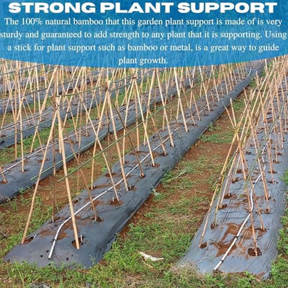 Bamboo Garden Stakes - Bambo Sticks, Bamboo Plant Stakes for Outdoor Plants, Plant Support Stakes for Indoor Plants, Wooden Stakes (2 Foot - 50 Pack) - size: 2 Foot - 50 Pack