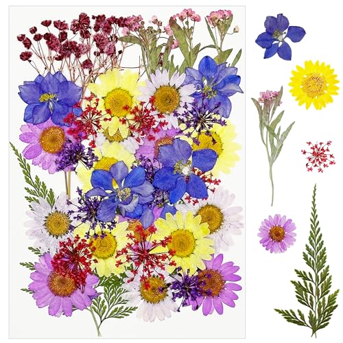 Cayway 40 PCS Natural Dried Flowers, Pressed Flowers, Colorful Resin Flowers Real Pressed Flowers for Resin Scrapbooking, DIY Art Crafts, Epoxy Resin Jewelry, Card Making Supplies, Purple - color: Purple-40