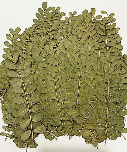 12 pcs Leaf Real Natural Dried Pressed Flowers for Resin Scrapbooking DIY Candle Decoration Jewelry Crafts - color: Leaf