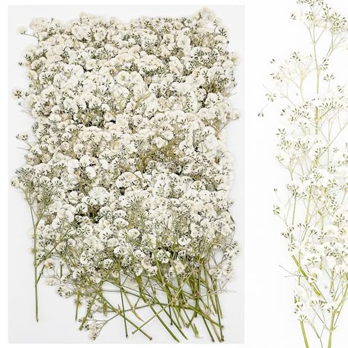 Cayway Real Natural Pressed Flowers, 120 PCS Dried Celestial Flowers for Resin, Nail Art, Scrapbooking, Candle Making, Jewelry Making - color: White-120