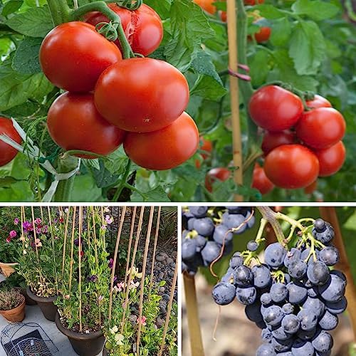 SWANGSA 40 Pack Bamboo Stakes for Plant 5 Feet(57.5inch), Bamboo Sticks Plant Support Garden Stakes Poles with 200pcs Twist Ties for Tomatoes, Beans, Potted Plants, Indoor and Outdoor Climbing Plants - size: 5 Feet