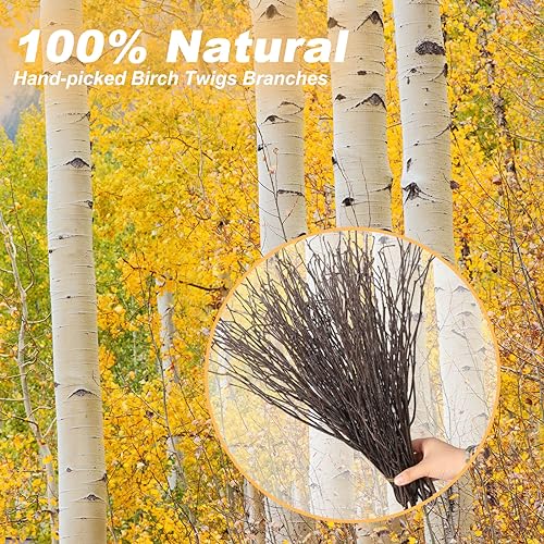60Pcs Real Dried Birch Twigs Branches 16 Natural Decorative Birch Branches - size: 60