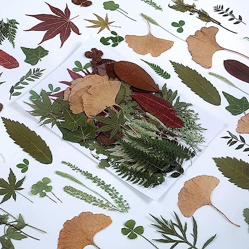 100 PCS Real Dried Pressed Greenery Leaves Natural Plant Herbarium for DIY Resin Mold Jewelry Making Craft (20 Styles) - color: Green-100pcs