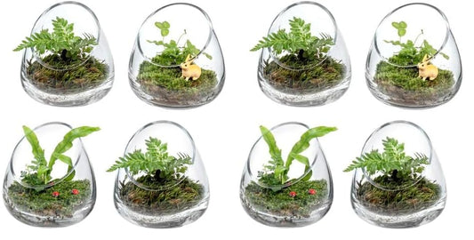 MyGift 5 Inch Premium Clear Glass Air Plant Terrarium, Tealight Candle Holder, Succulent Cactus Plant Vase, Set of 4 (Pack of 2) - size: Set of 4 (Slanted) (Pack of 2)