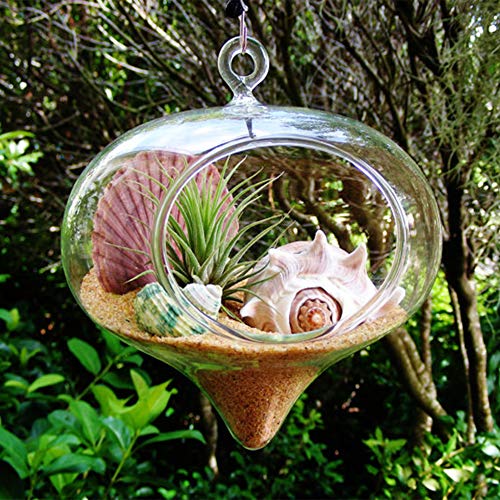 WGV Glass Hanging Plant Terrarium, Width 5", Height 5.5", Turnip DIY Succulent Air Planter Clear Tea Light Votive Candle Holder for Event Home Garden Outdoor Decor, 1 Piece - size: Turnip
