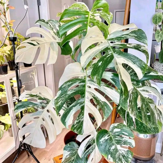 Variegated Monstera Plant Live, Indoor Houseplant Decor, 4-7 Inches | Bareroot, Well-Drained Potting Mix, Zones 10-12 or Indoors, High Humidity, Trellis Moss Pole, Desk Shelf Plant, Fast Growing